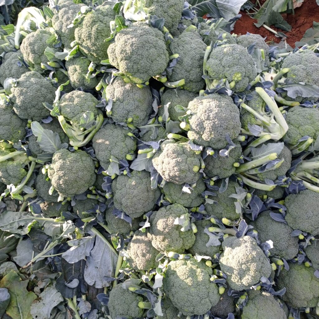 Broccoli Yield Per Acre in Kenya