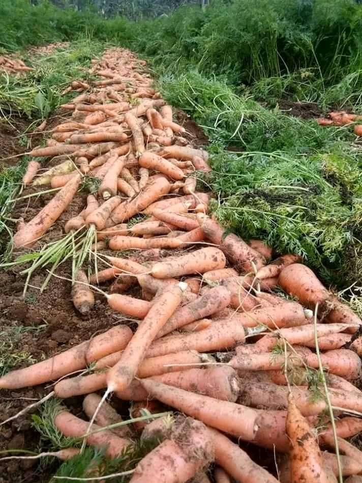 Carrot Yield Per Acre In Kenya 