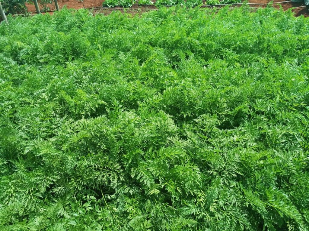 Carrot Yield Per Acre In Kenya 