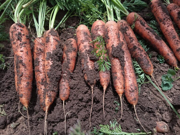 Carrot Yield Per Acre In Kenya 