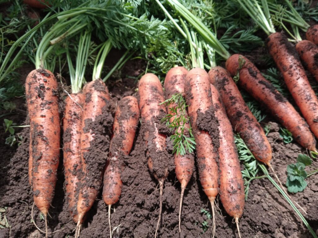 Carrot Yield Per Acre In Kenya 