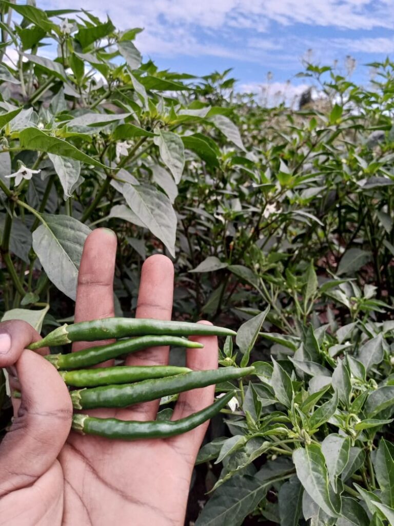 Chilli Farming Profit Per Acre In Kenya