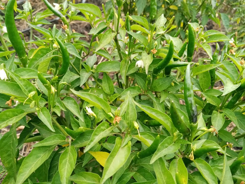 Chilli Farming Profit Per Acre In Kenya