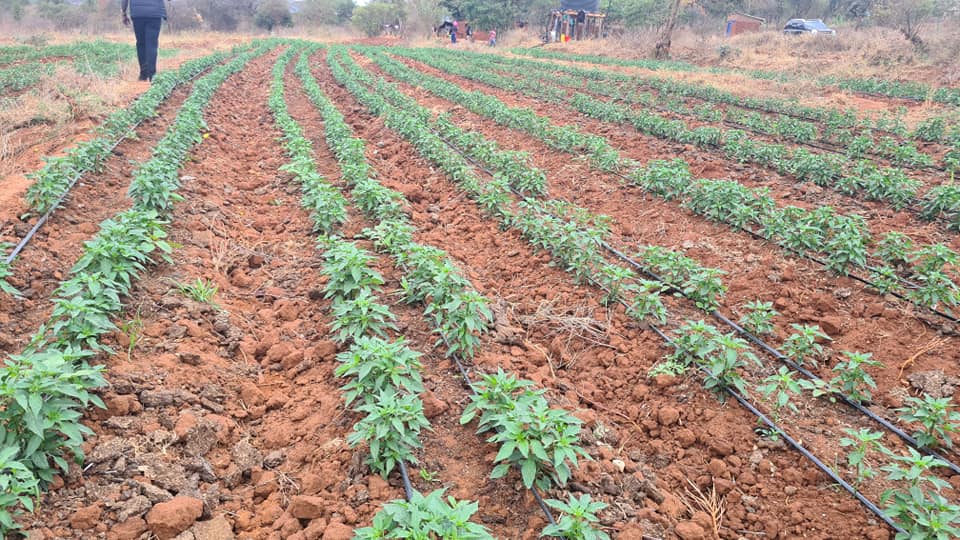 Chilli Farming Profit Per Acre In Kenya