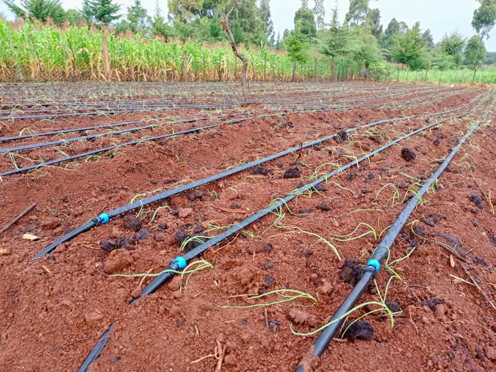 Cost Of Drip Irrigation System Per Acre In Kenya