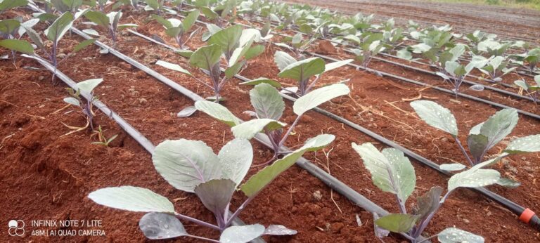 Cost Of Drip Irrigation System Per Acre In Kenya