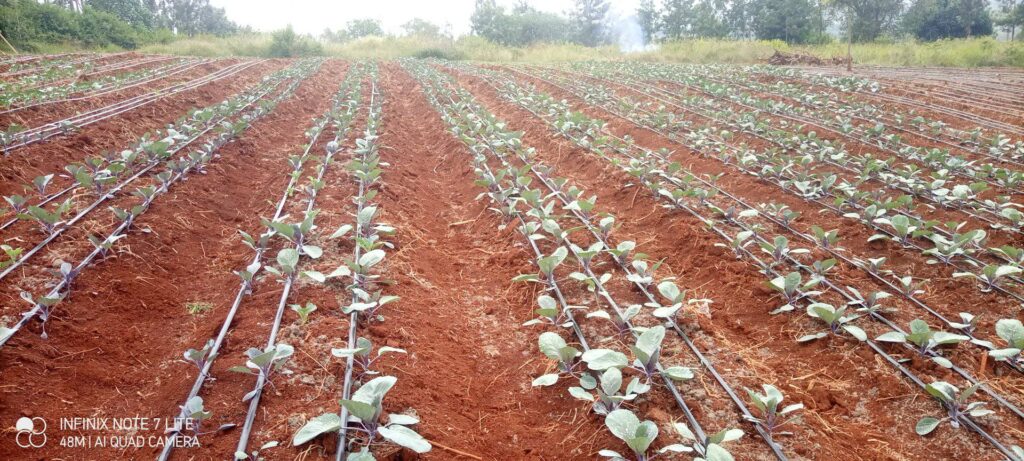 Cost Of Drip Irrigation System Per Acre In Kenya