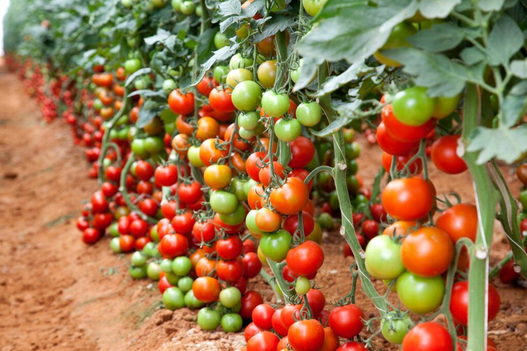 Cost Of Farming Tomatoes Per Acre In Kenya