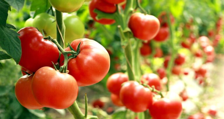 Cost Of Farming Tomatoes Per Acre In Kenya