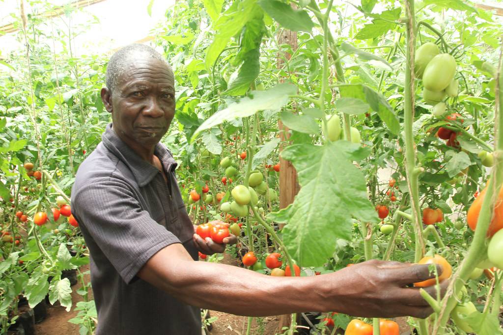 Cost Of Farming Tomatoes Per Acre In Kenya