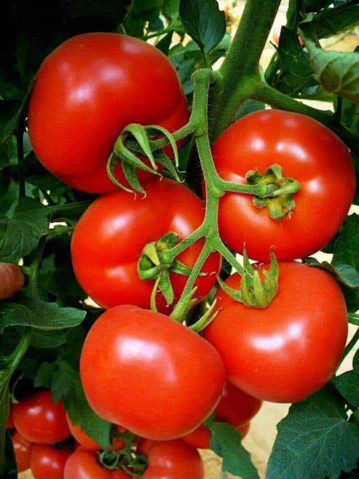 Cost Of Farming Tomatoes Per Acre In Kenya