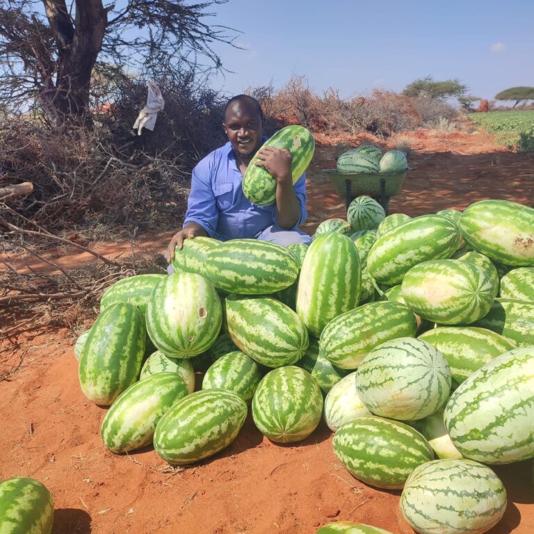 Cost of Farming One Acre Of Watermelon In Kenya