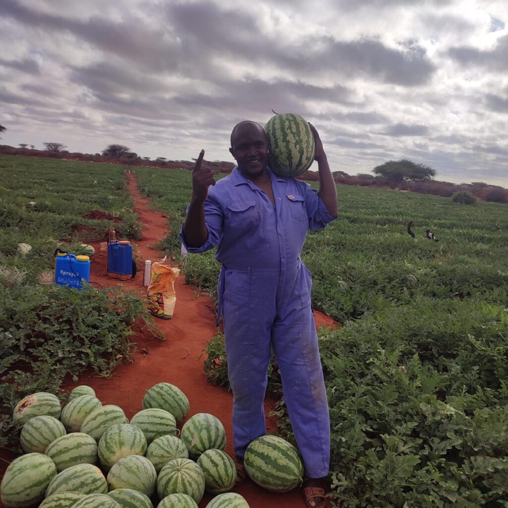 Cost of Farming One Acre Of Watermelon In Kenya