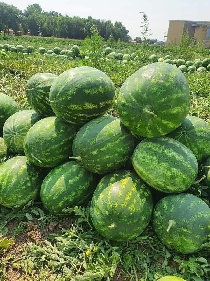 Cost of Farming One Acre Of Watermelon In Kenya