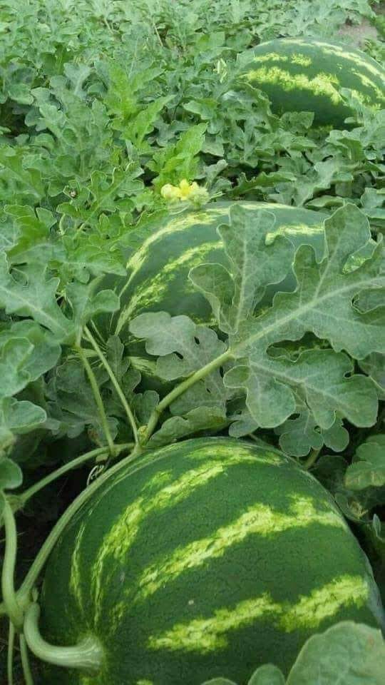 Cost of Farming One Acre Of Watermelon In Kenya