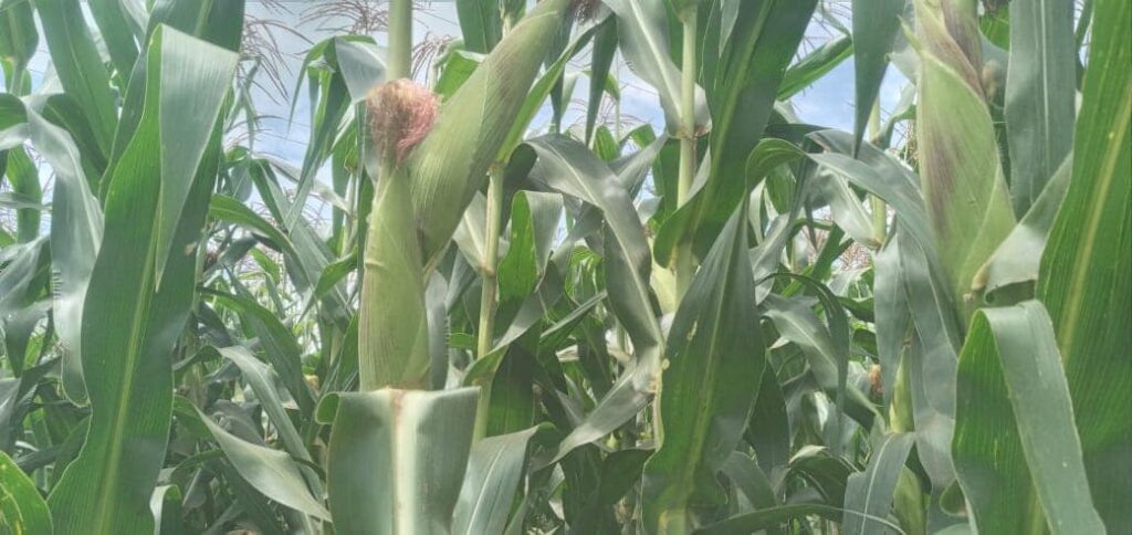 Cost of Maize Production Per Acre in Kenya