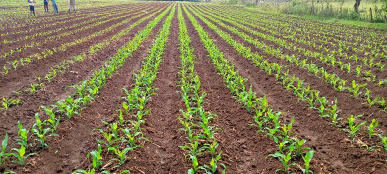 Cost of Maize Production Per Acre in Kenya
