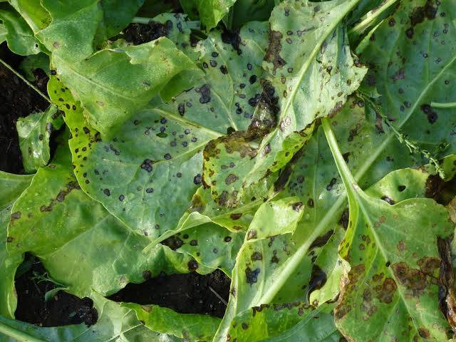 Diseases That Cause Black Spots in Spinach and Their Control
