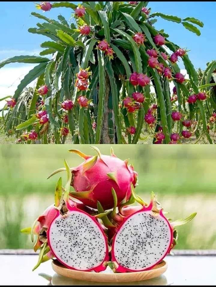 Cost Of Farming One Acre Of Dragon Fruit In Kenya