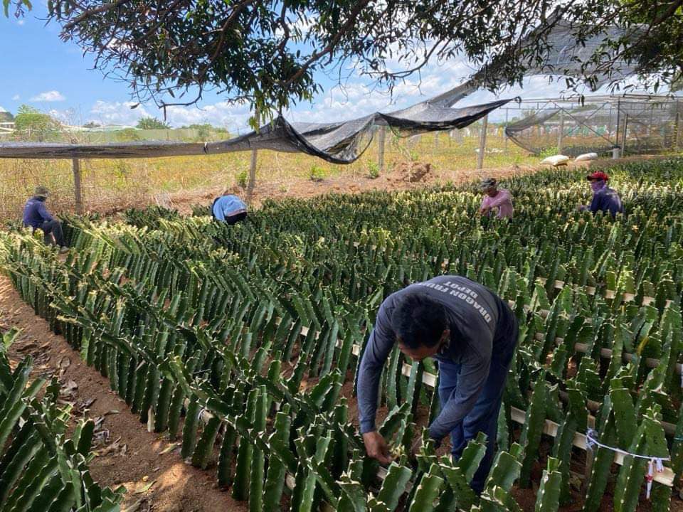 Dragon Fruit Farming in Kenya