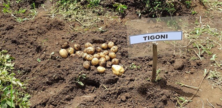 Early-Maturing Potato Varieties In Kenya