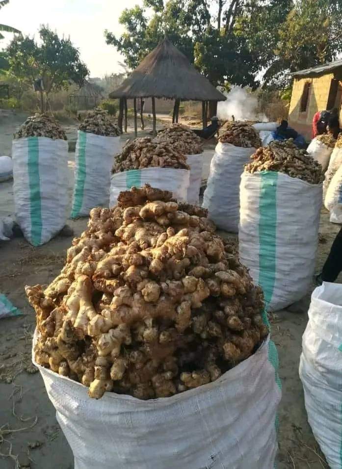 Ginger Farming Profit Per Acre In Kenya