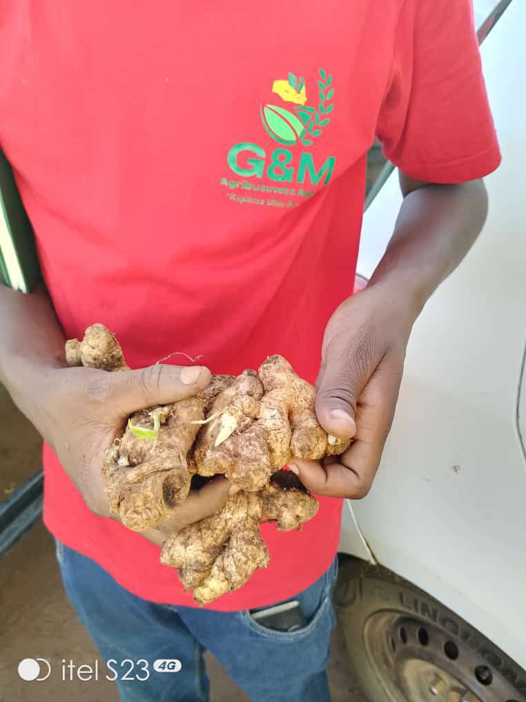 Ginger Farming Profit Per Acre In Kenya