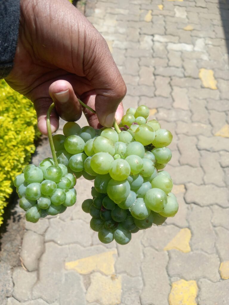 Grapes Yield Per Acre In Kenya 