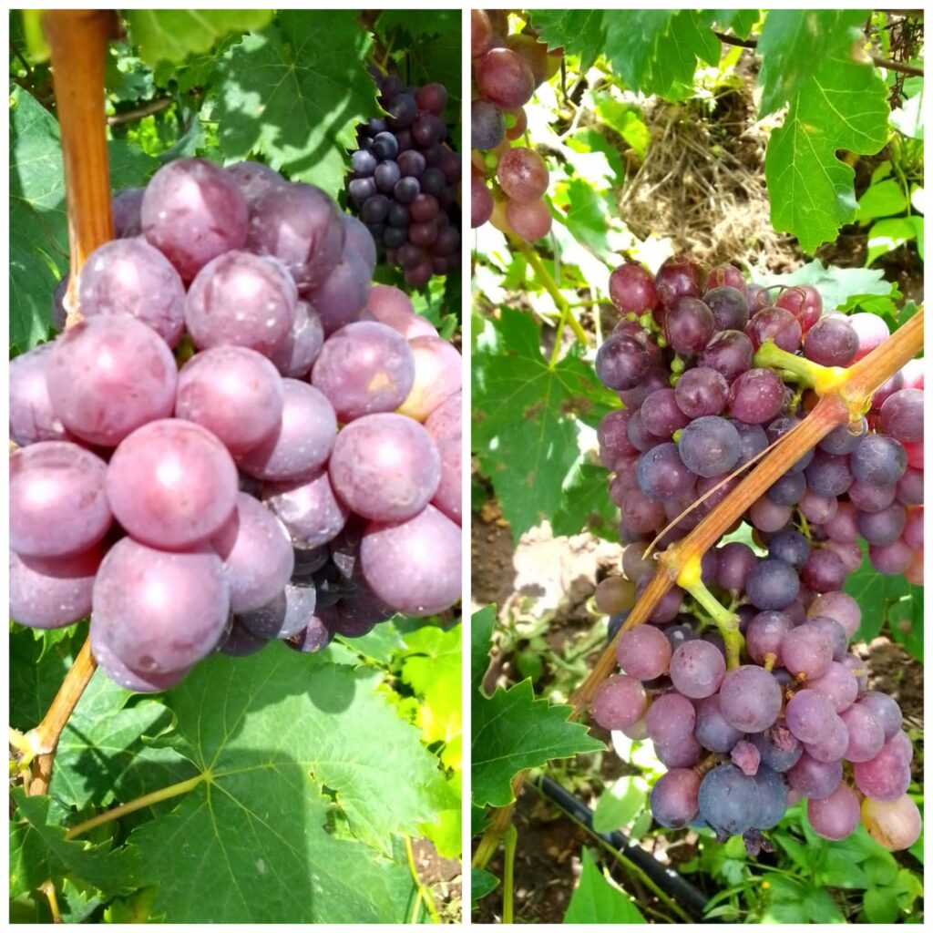 Grapes Yield Per Acre In Kenya 