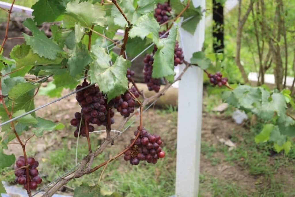 Grapes Yield Per Acre In Kenya 