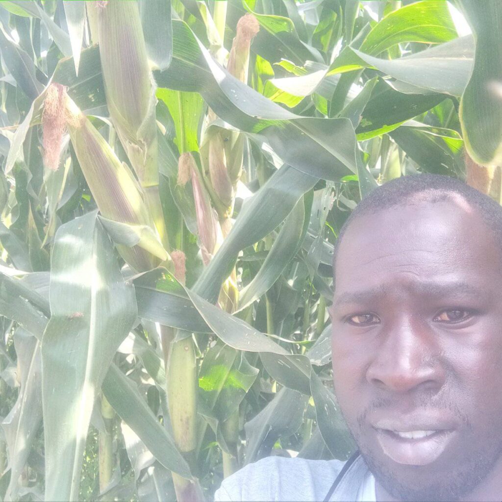 Green Maize Yield & Profit Per Acre In Kenya