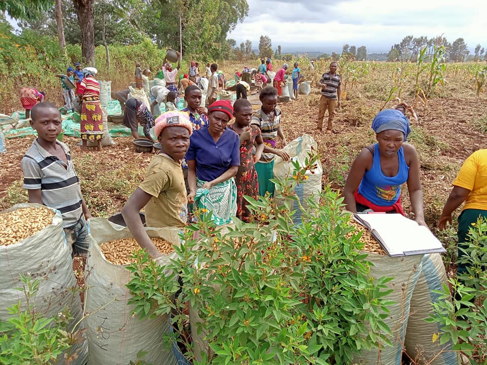 Groundnut Yield Per Acre In Kenya 