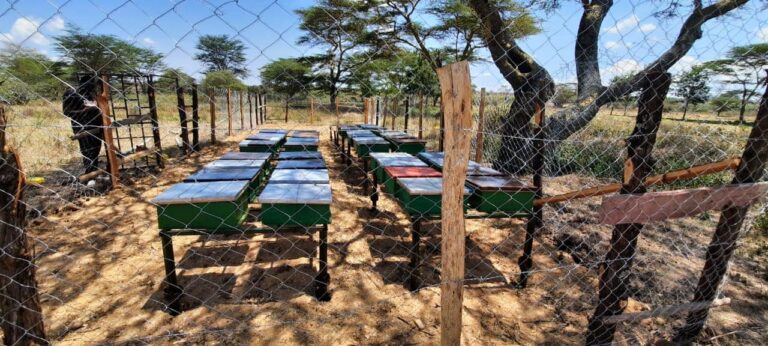 How Many Bee Hives Per Acre In Kenya?