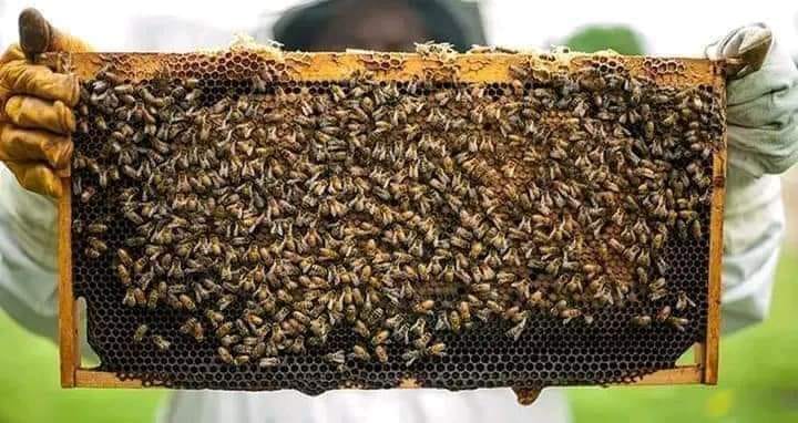 How Many Bee Hives Per Acre In Kenya?