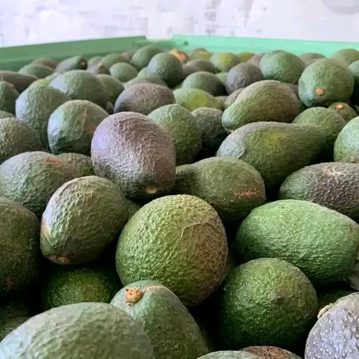 How Many Hass Avocado Trees Per Acre