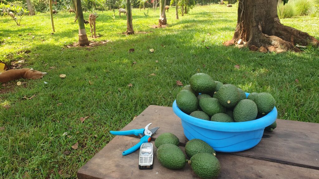 How Many Hass Avocado Trees Per Acre