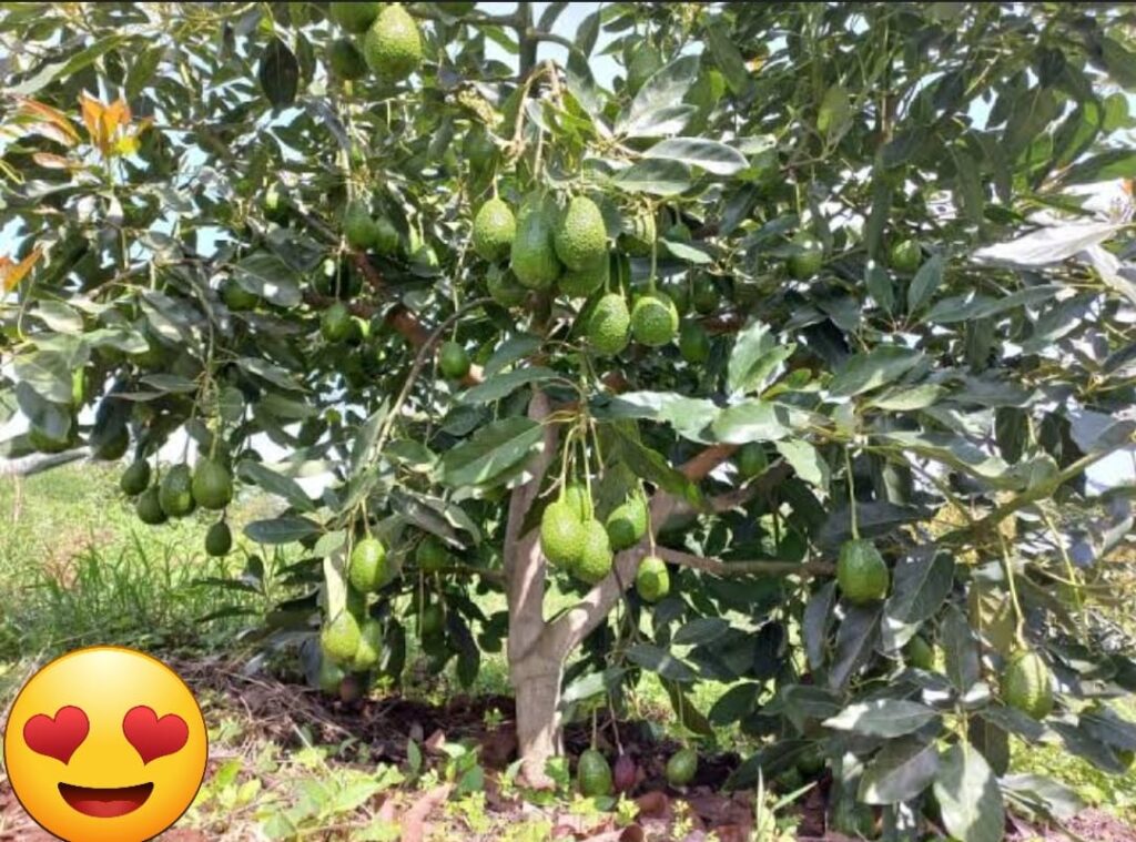 How Many Hass Avocado Trees Per Acre