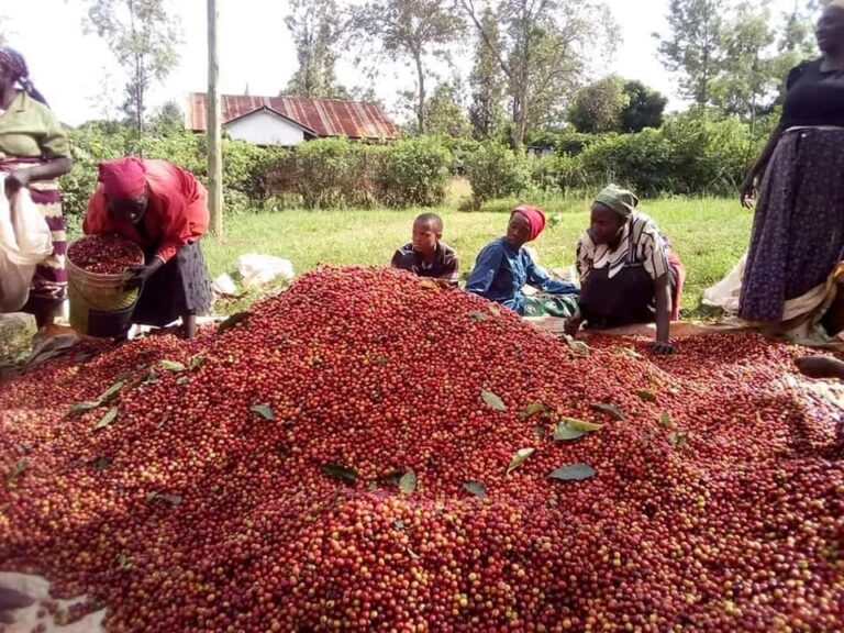 How Many Kgs Of Coffee Per Acre