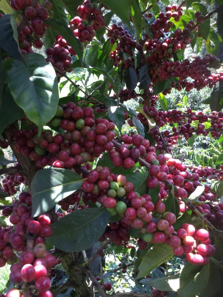 How Many Kgs Of Coffee Per Acre