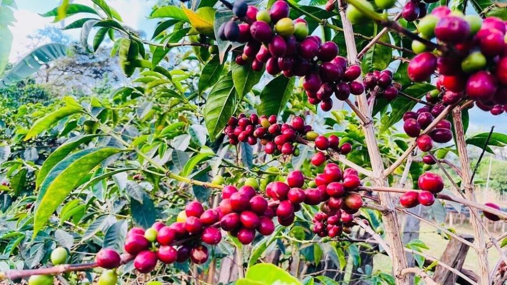 Coffee Yield Per Acre in Kenya