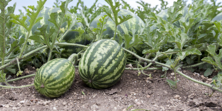 How Profitable is Watermelon Farming in Kenya