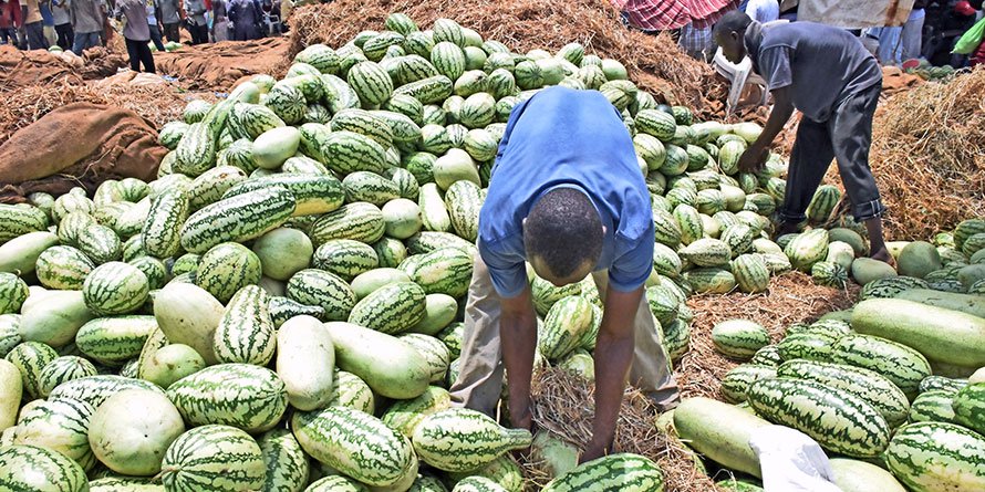 How Profitable is Watermelon Farming in Kenya