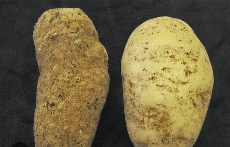 How to Control Potato Cyst Nematode