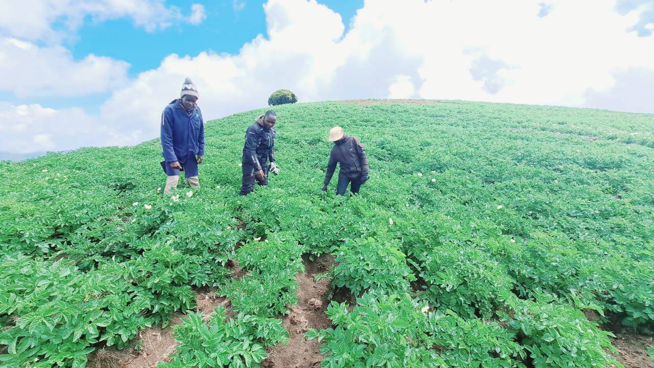 How to Increase Potato Tuber Size and Yield