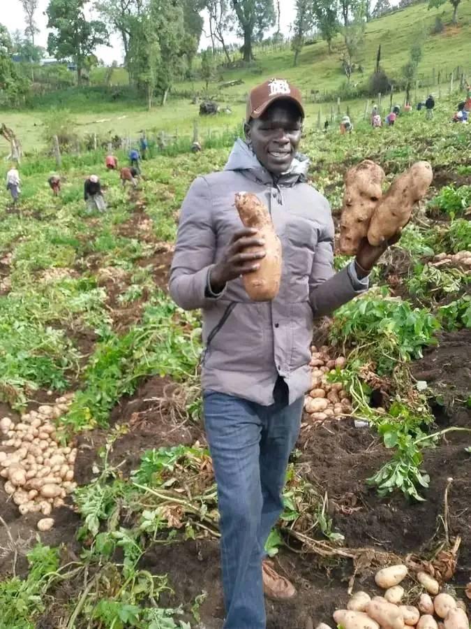 How to Increase Potato Tuber Size and Yield