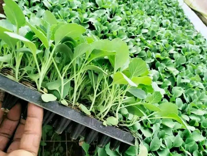 Kale Yield Per Acre In Kenya