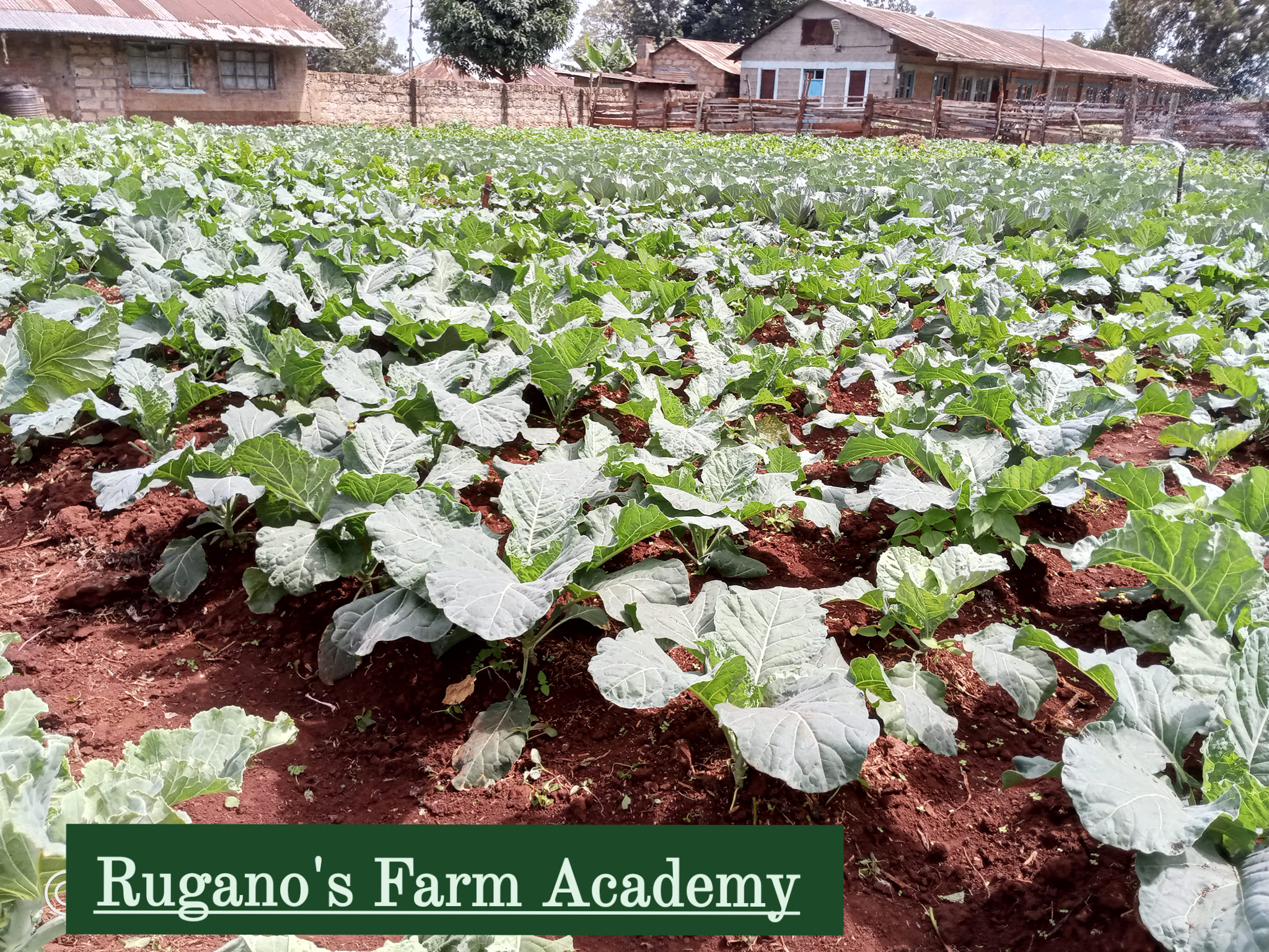 Kale Yield Per Acre In Kenya