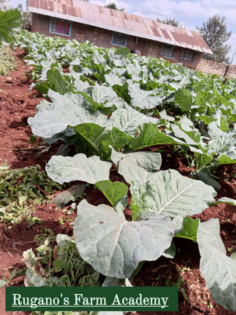 Kale Yield Per Acre In Kenya