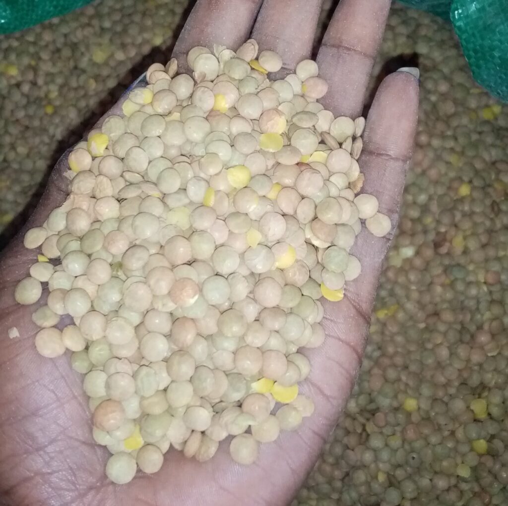 Lentils Yield Per Acre In Kenya 