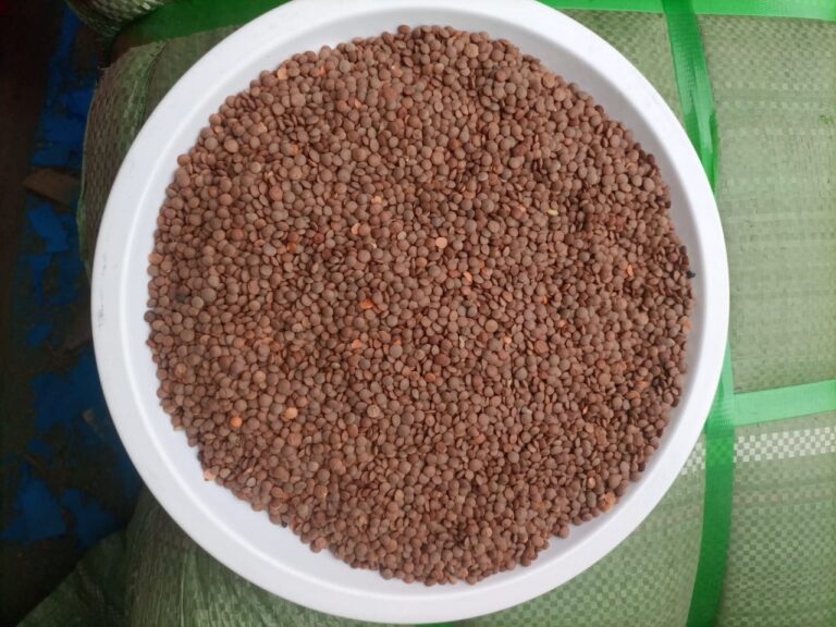 Lentils Yield Per Acre In Kenya 